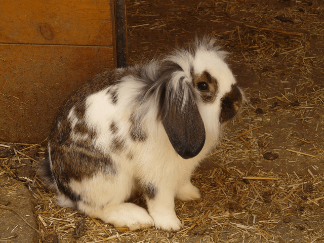 Rabbit with lop ears in barn